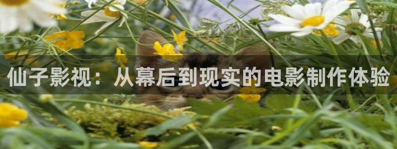 国产精品久久久久电影网
